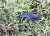 střevlík svraštělý (Brouci), Carabus intricatus intricatus, Carabidae, Carabinae (Coleoptera)